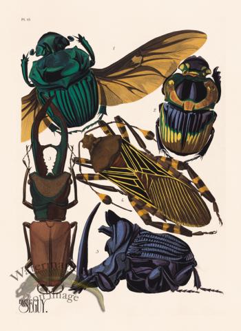Seguy Bug 15